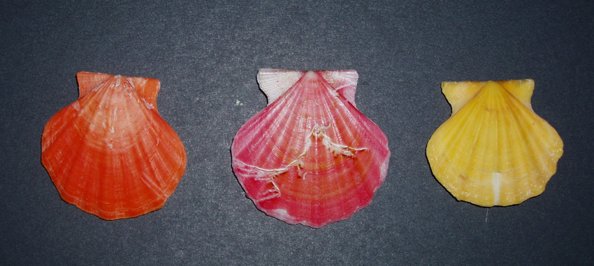 Famiglia Pectinidae